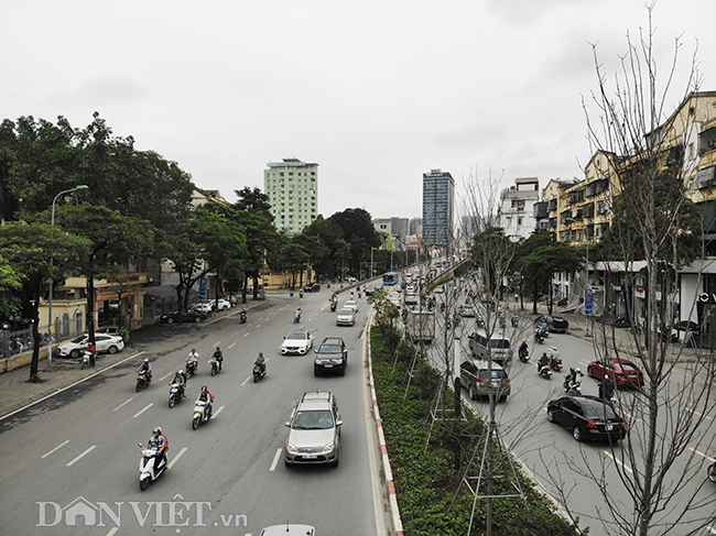 ẢNH: Hàng cây phong héo khô, lãnh đạo công ty cây xanh nói gì?