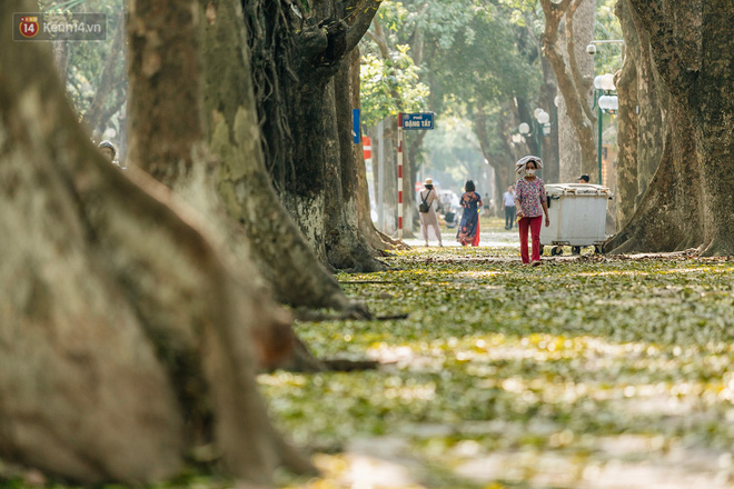 Video ảnh: Mùa lá sấu tung bay, người dân kéo tới chụp ảnh ở con đường lãng mạn nhất Thủ đô dù nắng nóng 40 độ C