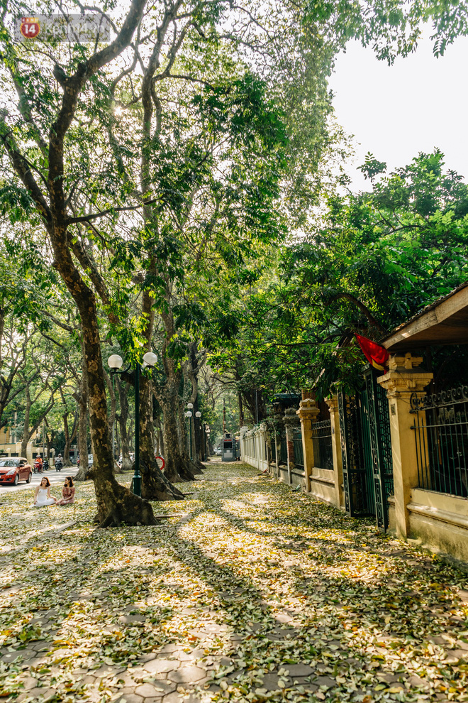 Video ảnh: Mùa lá sấu tung bay, người dân kéo tới chụp ảnh ở con đường lãng mạn nhất Thủ đô dù nắng nóng 40 độ C