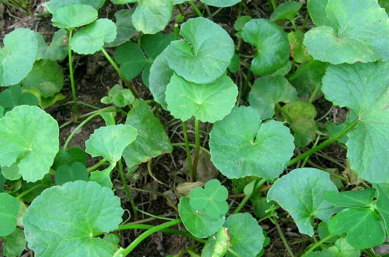 8 loại nước giải nhiệt cơ thể tốt hơn uống nước lạnh hay dùng điều hòa