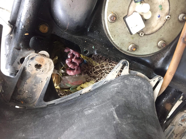 Trời nóng nực lại còn bị đứt dây xăng xe, cô nàng ninja Lead vội mang đi sửa, ngất xỉu khi thấy thứ bên trong xe