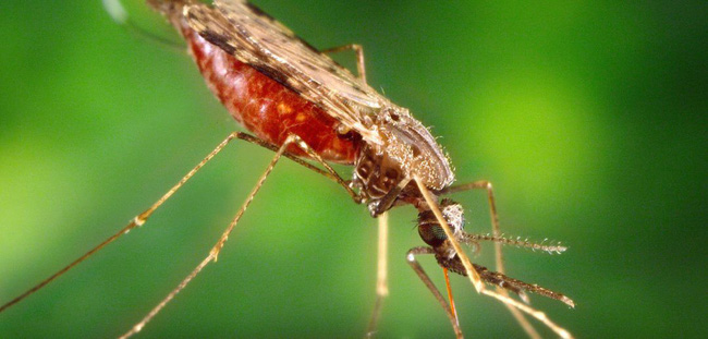 Đây là nhóm máu duy nhất có thể tự động kháng lại căn bệnh giết chết cả triệu người mỗi năm