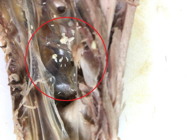 Luộc xong nửa con gà quê để tủ lạnh định ăn, mẹ trẻ giật mình sợ hãi khi nhìn thấy ổ trứng lạ tí hon Luộc xong nửa con gà quê để tủ lạnh định ăn, mẹ trẻ giật mình sợ hãi khi nhìn thấy ổ trứng lạ tí hon