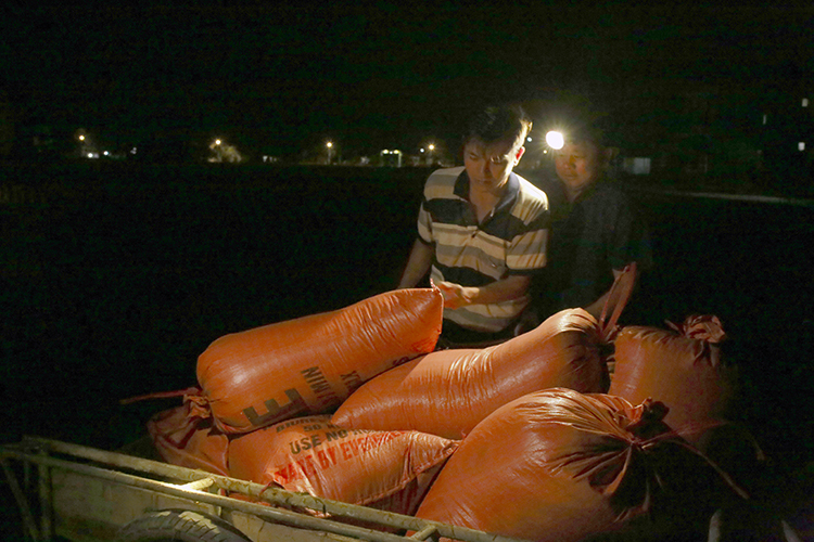 Người dân Hà Tĩnh gặt lúa giữa đêm để tránh nắng nóng