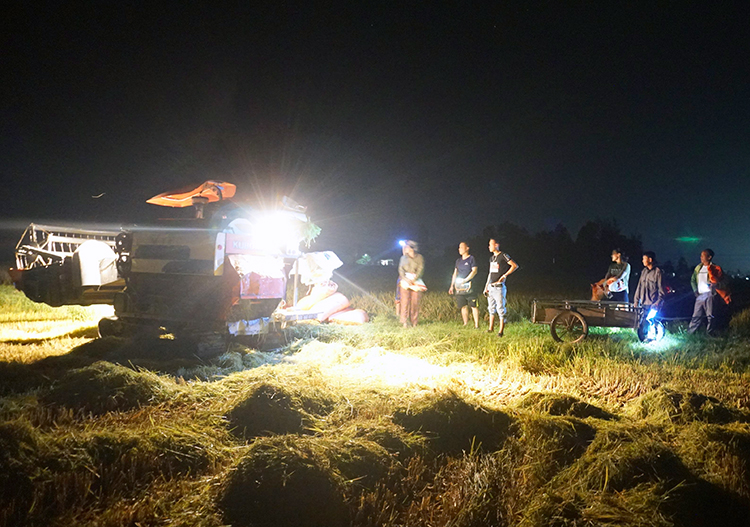 Người dân Hà Tĩnh gặt lúa giữa đêm để tránh nắng nóng