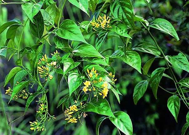 Diễn biến mới nhất vụ chồng đun lá ngón cho 3 con uống vì vợ muốn triệt sản