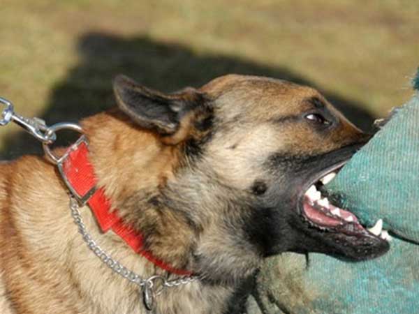 Sau loạt vụ trẻ bị chó cắn gây thương tích nặng và tử vong: Đây là những việc cần làm để tránh bị bệnh dại