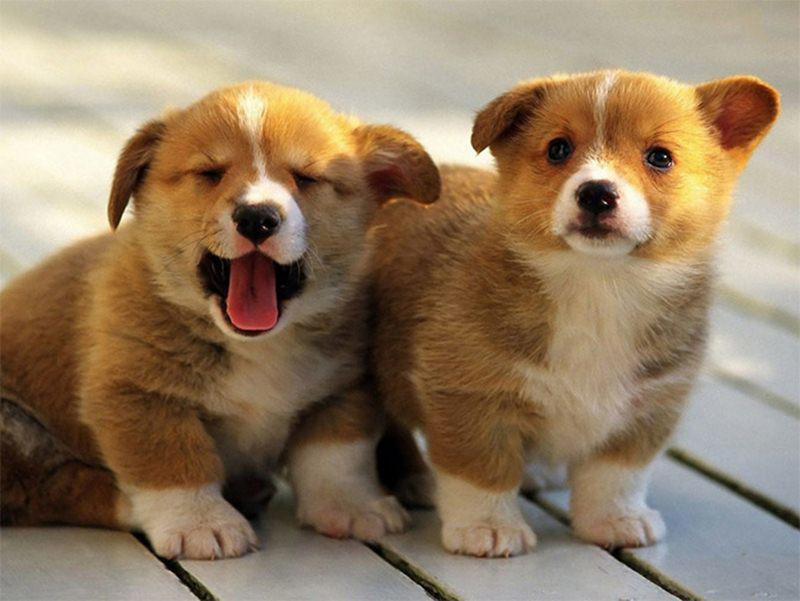 3 con giáp cẩn trọng kẻo dính hoạ thị phi, tiểu nhân vây hãm trong tháng 5 này