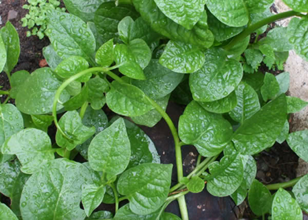 Chữa bệnh phòng the nam giới bằng rau mồng tơi