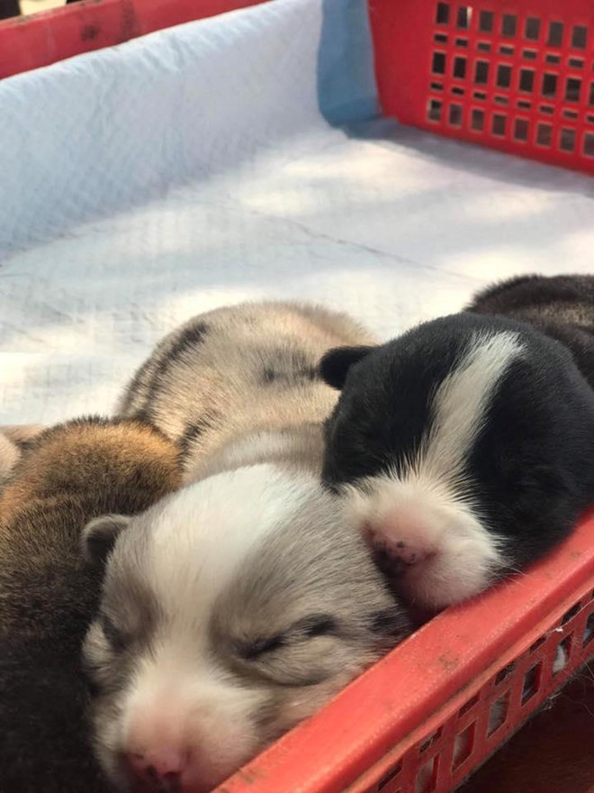 Khách du lịch cầm nhầm chó con của quán cà phê ở Đà Lạt