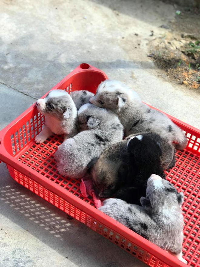 Khách du lịch cầm nhầm chó con của quán cà phê ở Đà Lạt