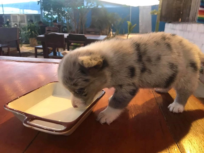 Chó Corgi bị cầm nhầm của quán cà phê ở Đà Lạt đã về với chủ