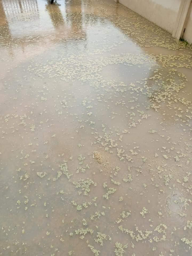 Nỗi cực chạy thóc của người nông dân những ngày mưa nắng thất thường: Chậm chân cái là cả sân thóc ngập trong nước