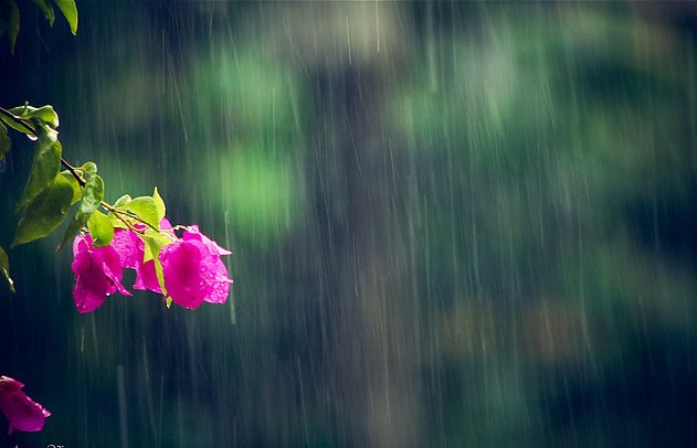 Tử vi 12 con giáp hôm nay (1/5/2019): Thân - Hợi đón tài lộc, Dậu đề phòng tiền bạc