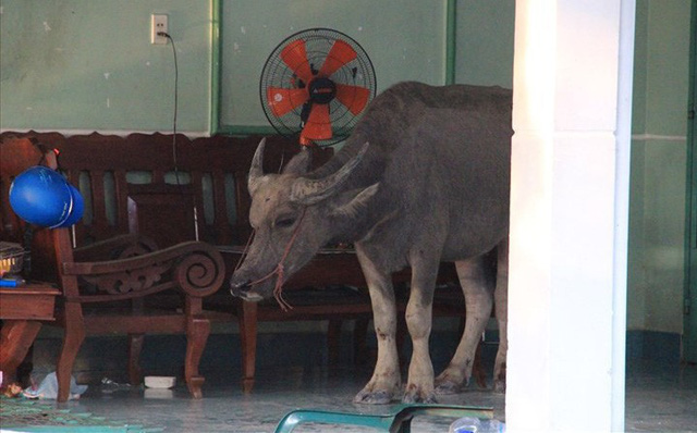 Trâu điên húc người nhập viện rồi chạy vào nhà dân cố thủ Trâu điên húc người nhập viện rồi chạy vào nhà dân cố thủ
