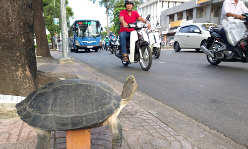 4 triệu đồng một con rùa răng bán vỉa hè Sài Gòn