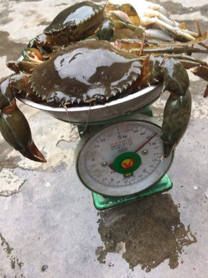 Khóc dở mếu dở vì mua 2kg cua mà tới 1,2 kg là dây, lên than vãn trên MXH thì bị chị em bảo tự làm tự chịu Khóc dở mếu dở vì mua 2kg cua mà tới 1,2 kg là dây, lên than vãn trên MXH thì bị chị em bảo tự làm tự chịu