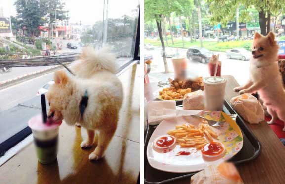 Tranh cãi hình ảnh chú chó cưng trèo lên bàn để uống chung cốc trà đá với chủ trong quán nước