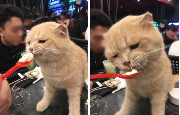 Tranh cãi hình ảnh chú chó cưng trèo lên bàn để uống chung cốc trà đá với chủ trong quán nước