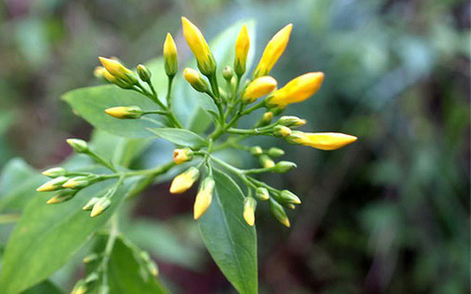 Cử tri kiến nghị tử hình bằng lá ngón, ĐBQH: Tiết kiệm, nhưng cần nghiên cứu thêm