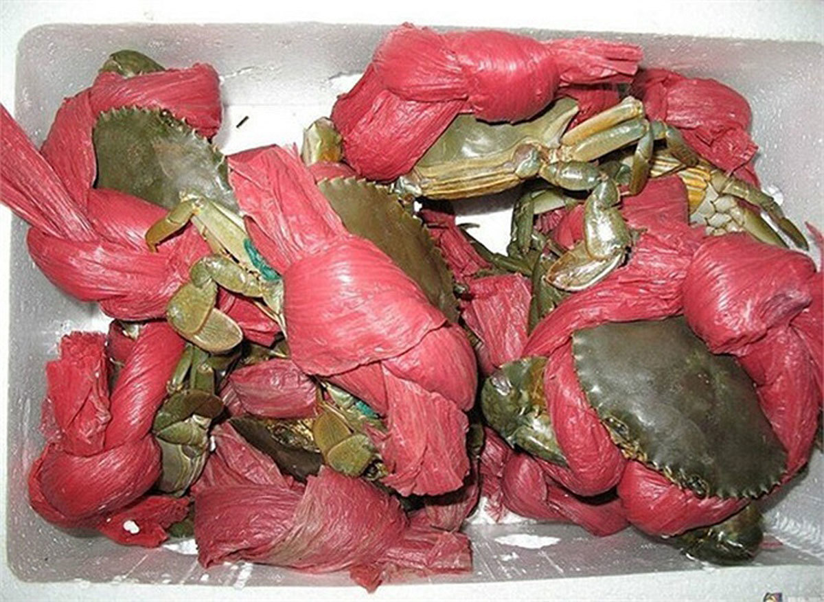 Mua 2,5kg cua khuyến mãi 1,9 kg dây vải: Thanh niên khóc ròng