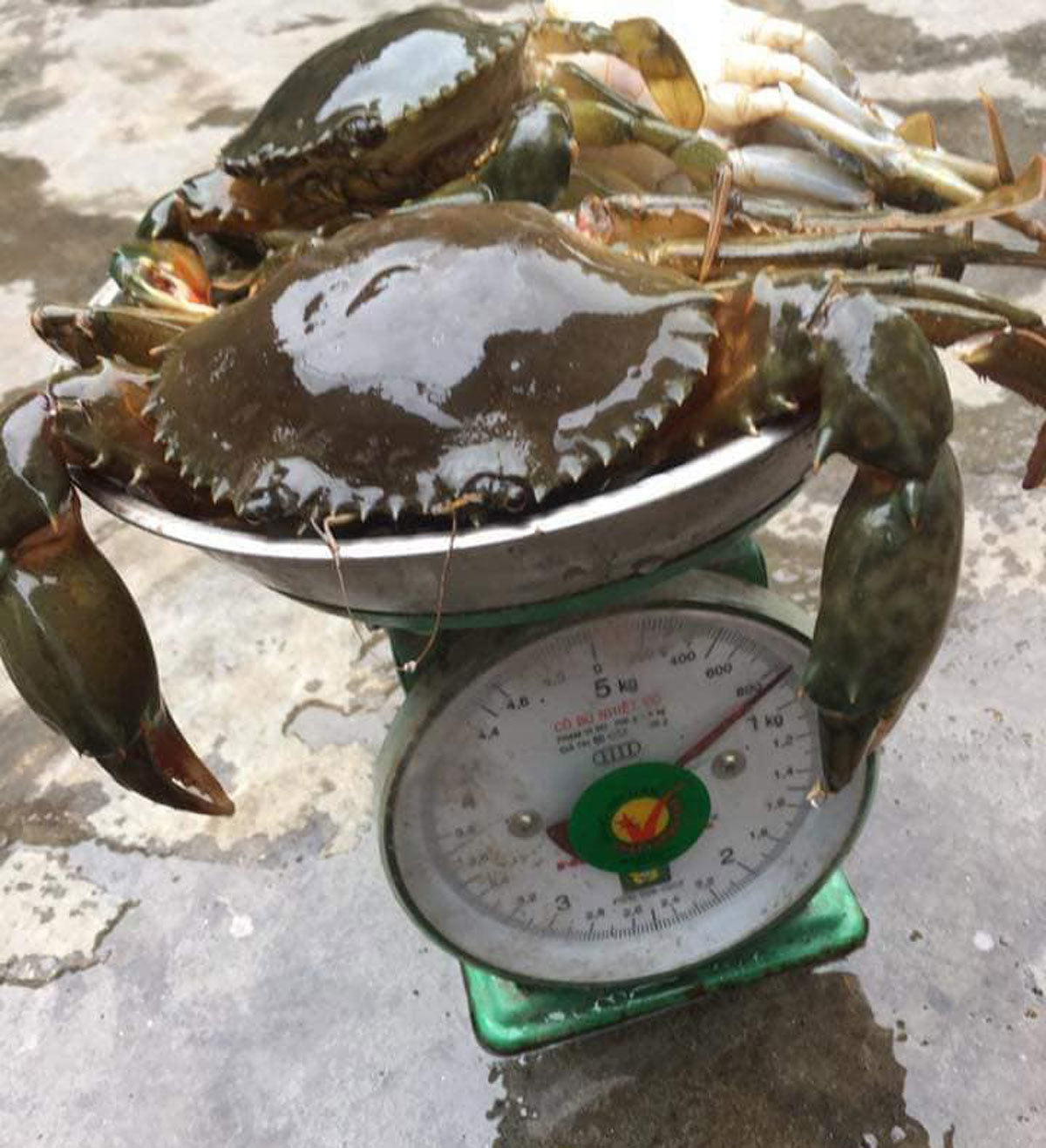 Mua 2,5kg cua khuyến mãi 1,9 kg dây vải: Thanh niên khóc ròng