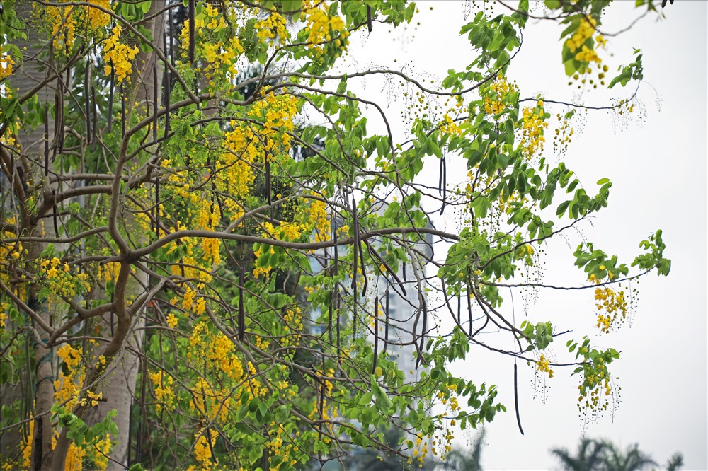 Đường ven hồ Tây như được dát vàng bởi muồng hoàng yến