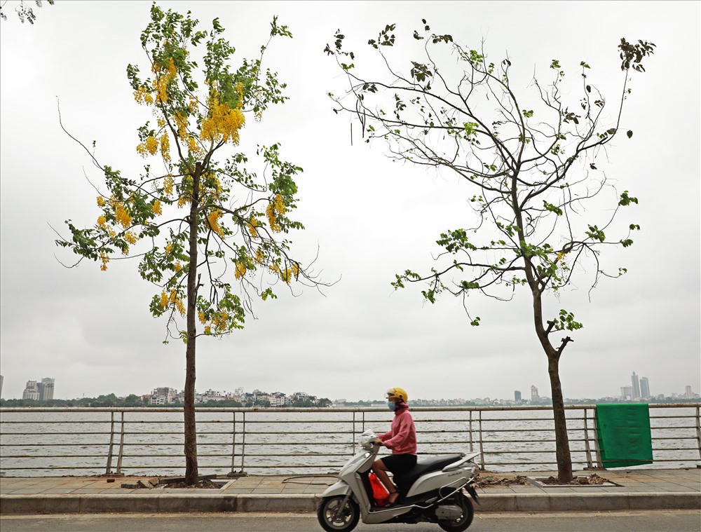 Đường ven hồ Tây như được dát vàng bởi muồng hoàng yến