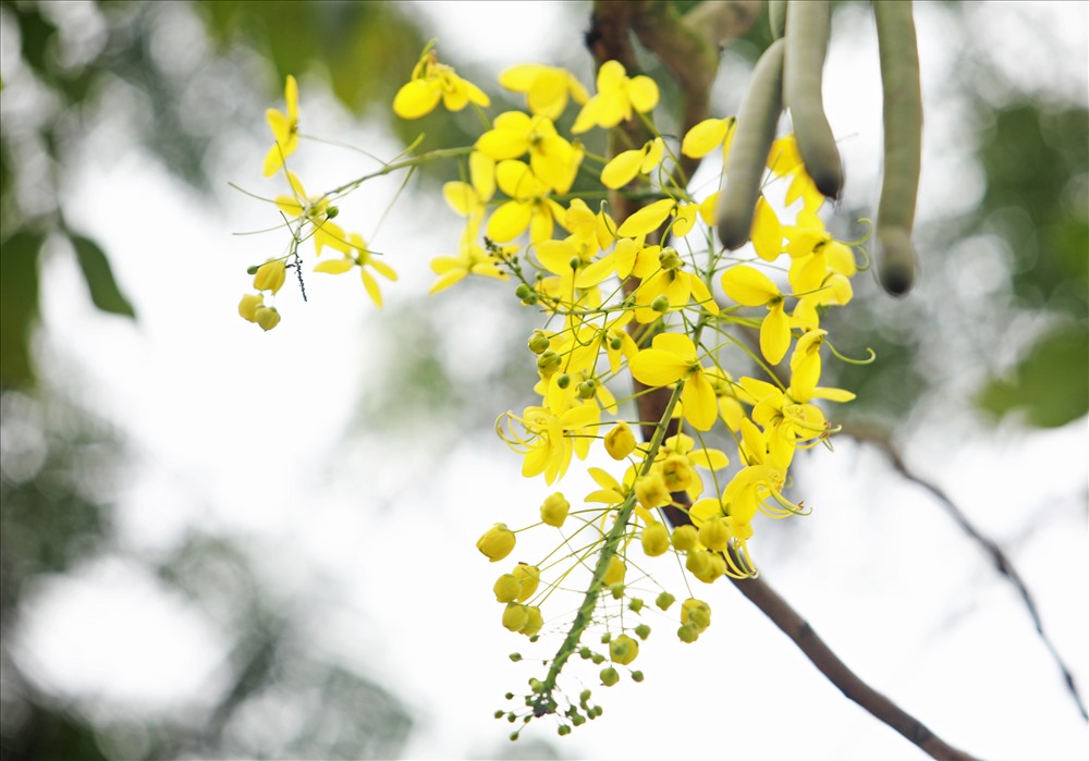 Đường ven hồ Tây như được dát vàng bởi muồng hoàng yến Đường ven hồ Tây như được dát vàng bởi muồng hoàng yến