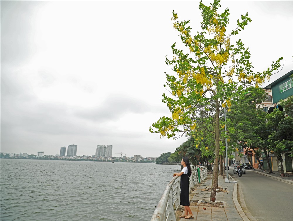 Đường ven hồ Tây như được dát vàng bởi muồng hoàng yến