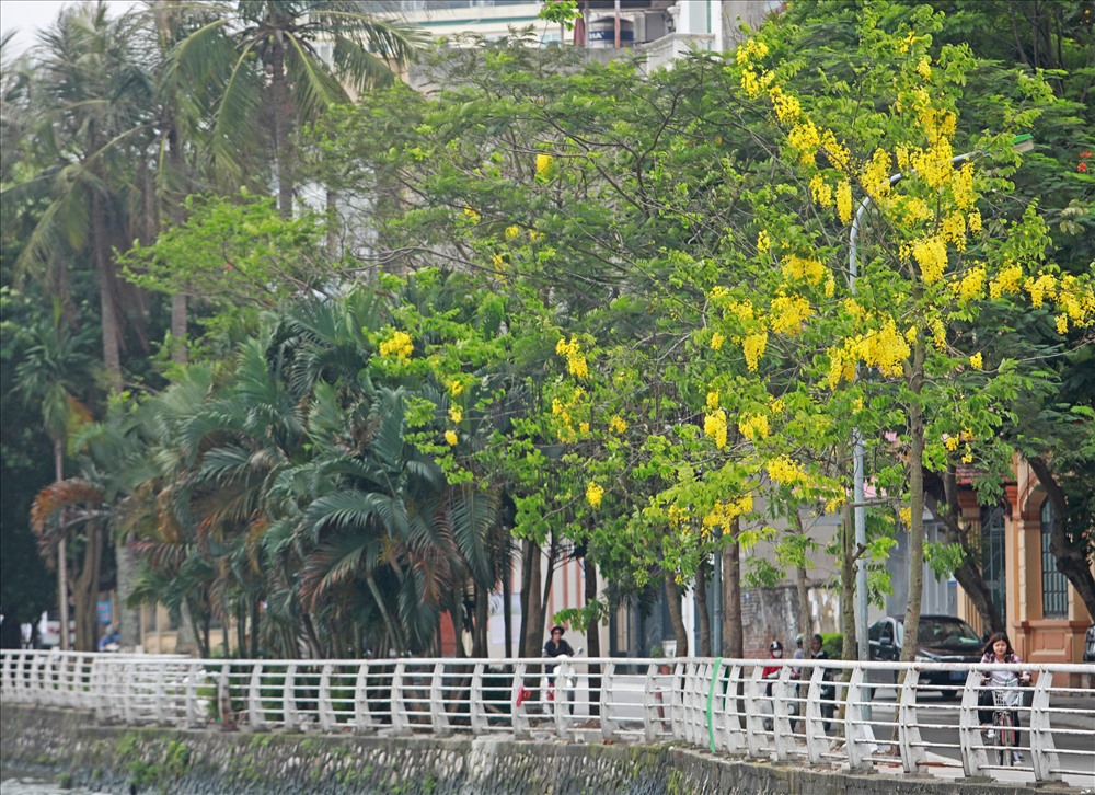 Đường ven hồ Tây như được dát vàng bởi muồng hoàng yến