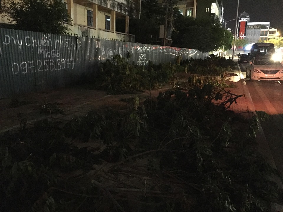 Vì sao hàng trăm cây sấu ở Hà Nội bị chuyển đi trong đêm?