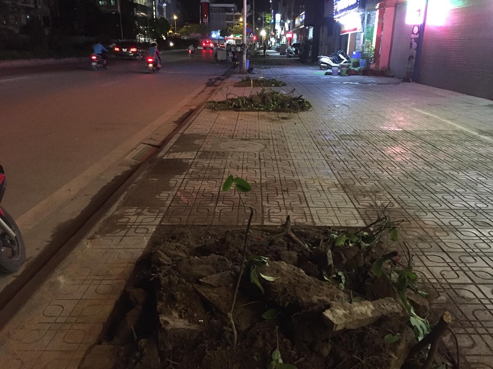 Vì sao hàng trăm cây sấu ở Hà Nội bị chuyển đi trong đêm?