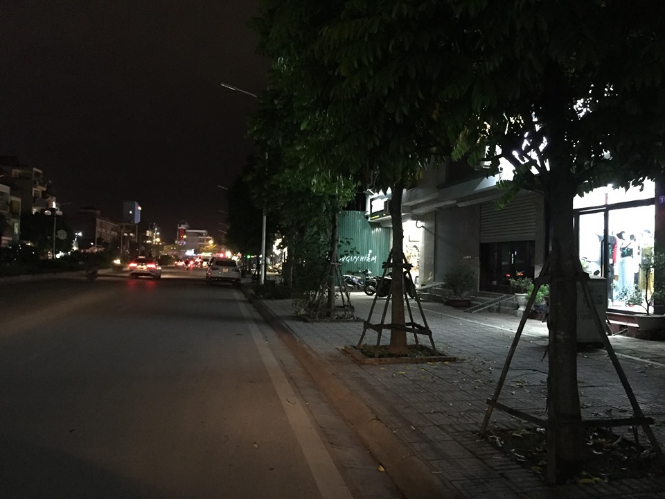 Vì sao hàng trăm cây sấu ở Hà Nội bị chuyển đi trong đêm?