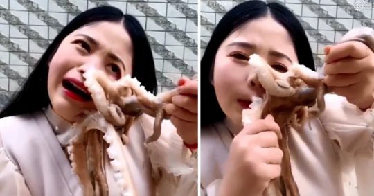 Livestream cảnh ăn bạch tuộc sống, cô gái xinh đẹp suýt bị đối phương nuốt chửng và sự thật kinh hoàng về món ăn này Livestream cảnh ăn bạch tuộc sống, cô gái xinh đẹp suýt bị đối phương nuốt chửng và sự thật kinh hoàng về món ăn này