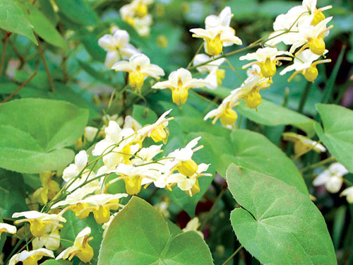 Tiên linh tỳ: Bổ thận tráng dương, khỏe gân xương