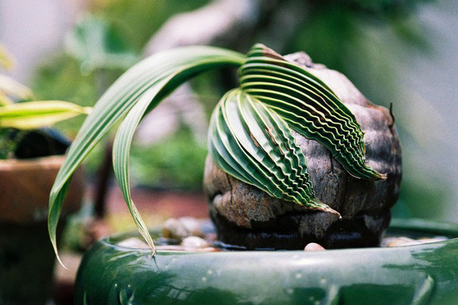 Làm sạch không khí trong nhà bằng cách trồng các loại cây xanh quen thuộc Làm sạch không khí trong nhà bằng cách trồng các loại cây xanh quen thuộc