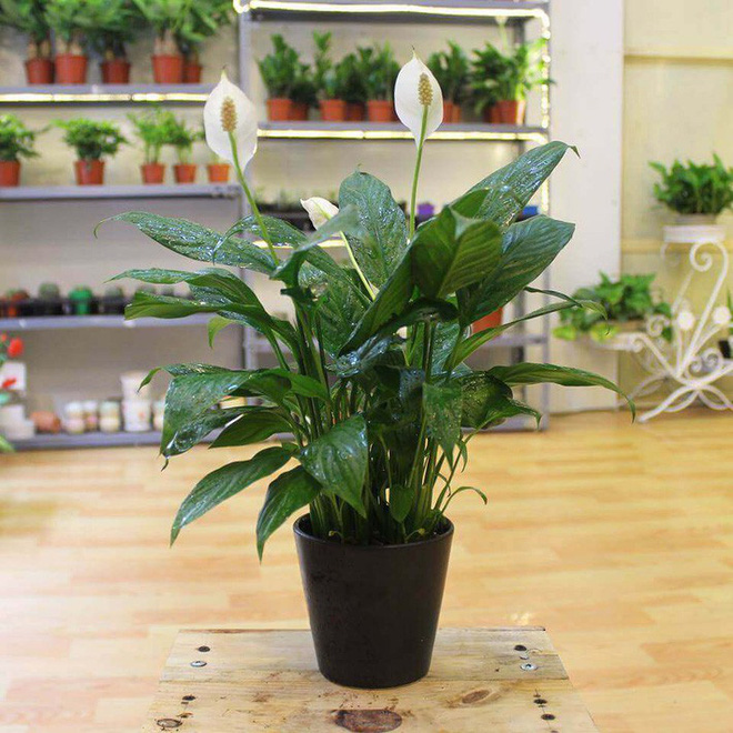 Làm sạch không khí trong nhà bằng cách trồng các loại cây xanh quen thuộc Làm sạch không khí trong nhà bằng cách trồng các loại cây xanh quen thuộc