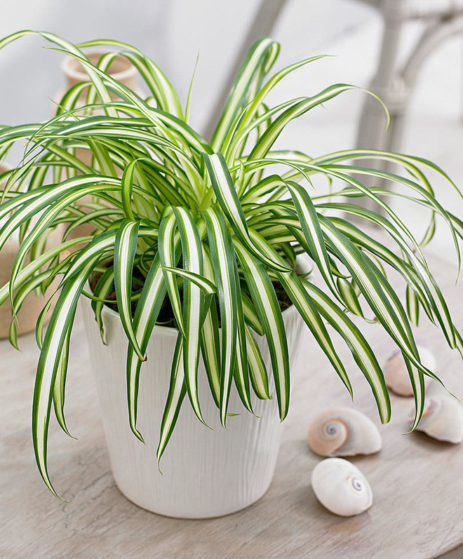 Làm sạch không khí trong nhà bằng cách trồng các loại cây xanh quen thuộc Làm sạch không khí trong nhà bằng cách trồng các loại cây xanh quen thuộc