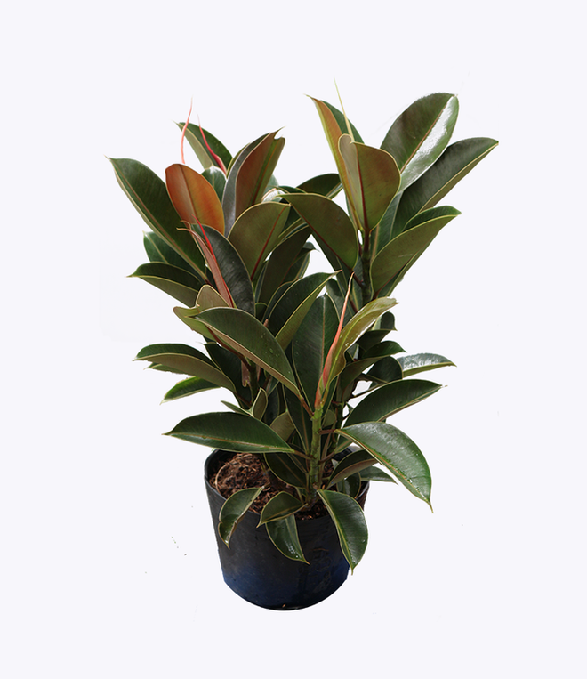 Làm sạch không khí trong nhà bằng cách trồng các loại cây xanh quen thuộc Làm sạch không khí trong nhà bằng cách trồng các loại cây xanh quen thuộc