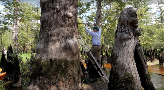 Đã tìm ra cây cổ thụ 2.624 tuổi đang sống tươi tốt ở Mỹ