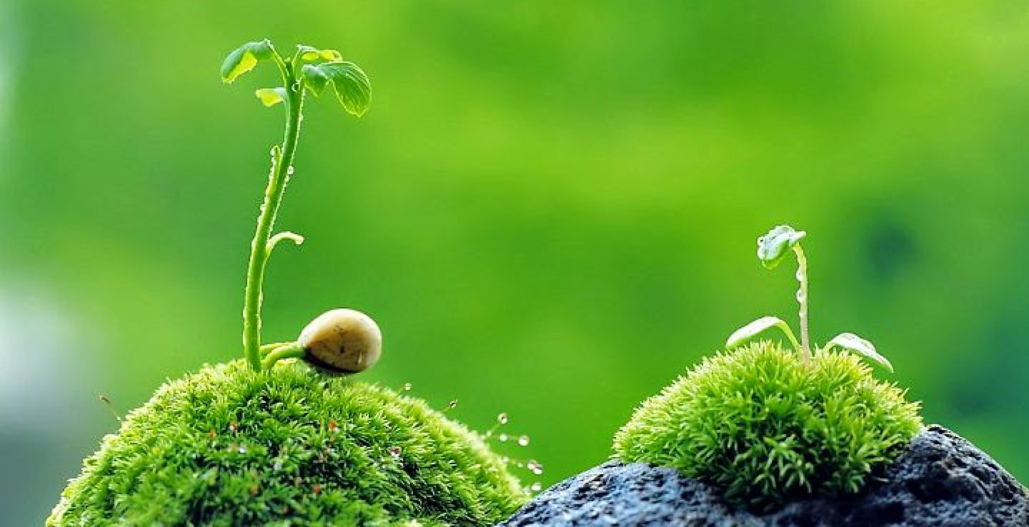 Tử vi 12 con giáp hôm nay (12/5/2019): Tý đề phòng tai nạn, Tuất hao tổn tiền bạc nghiêm trọng