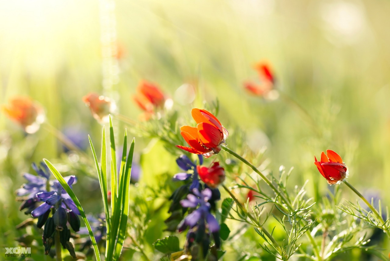 Tử vi 12 con giáp hôm nay (12/5/2019): Tý đề phòng tai nạn, Tuất hao tổn tiền bạc nghiêm trọng