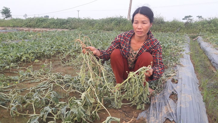 Vụ kẻ xấu phá hoại 5 sào dưa hấu ở Nghệ An: Sao họ ác quá!