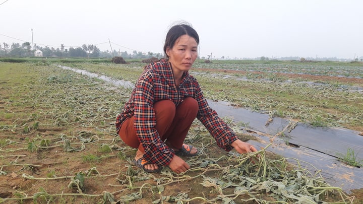 Vụ kẻ xấu phá hoại 5 sào dưa hấu ở Nghệ An: Sao họ ác quá!