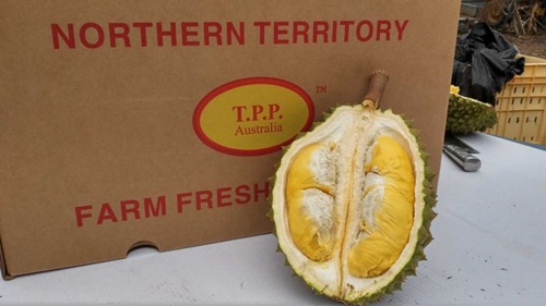 Hơn 500 người Australia sơ tán vì mùi sầu riêng