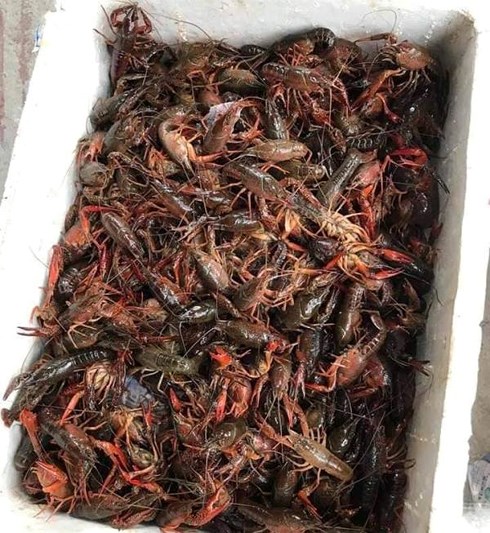 Tôm hùm đất ngon, lạ, rẻ bán đầy chợ mạng: Hàng bị cấm bán ở Việt Nam