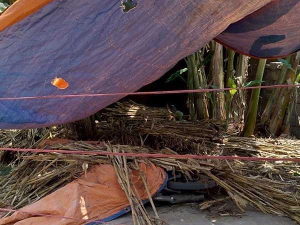 Em họ từ xa về đâm chết anh rồi phi tang thi thể