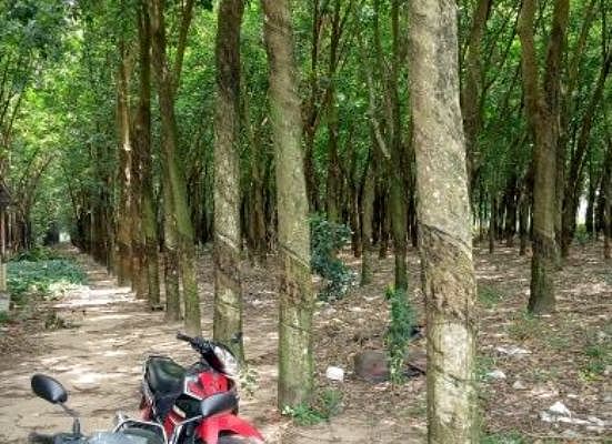 Vợ cựu Giám đốc Sở Tài nguyên làm gì để cứu chồng thoát tội?