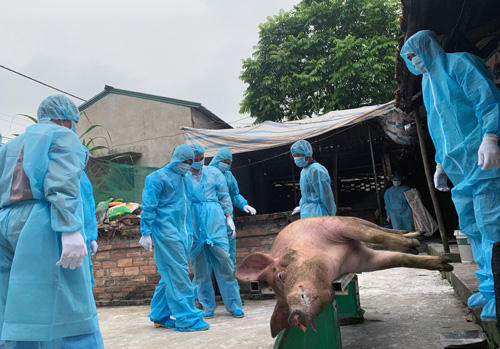 Đề xuất huy động lực lượng vũ trang chống dịch tả lợn châu Phi